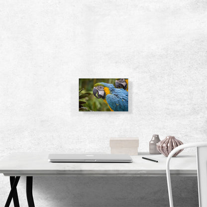 Macaw Home Decor Rectangle
