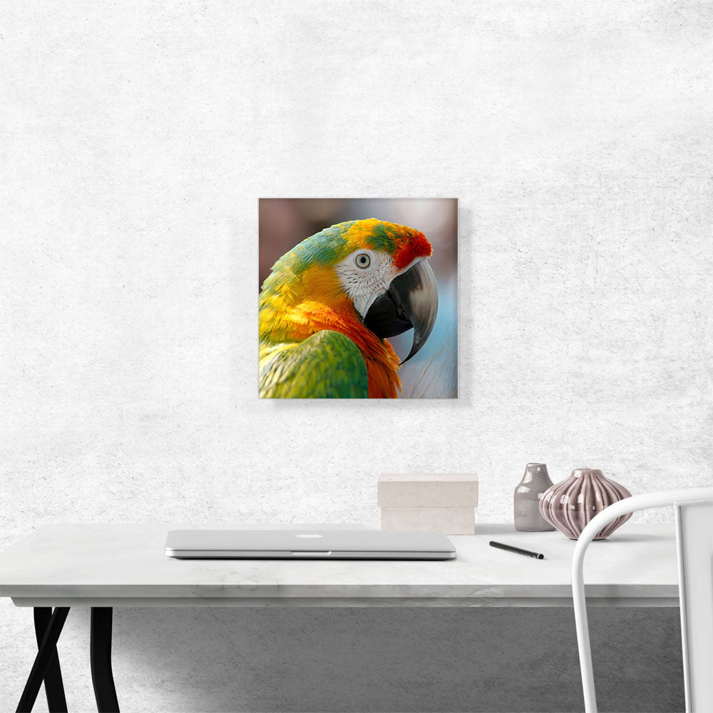 Macaw Home Decor Square