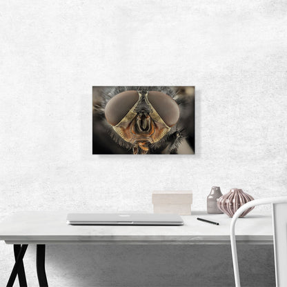 Macro Fly Home decor