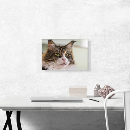 Maine Coon Cat Home decor