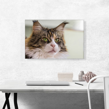 Maine Coon Cat Home decor