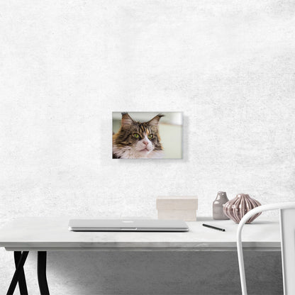 Maine Coon Cat Home decor