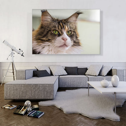 Maine Coon Cat Home decor