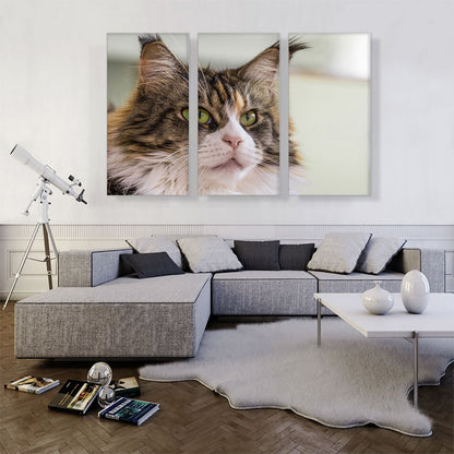 Maine Coon Cat Home decor