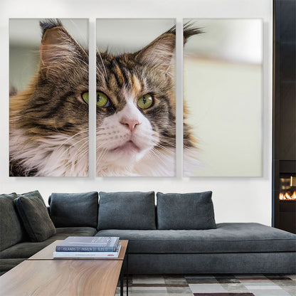 Maine Coon Cat Home decor