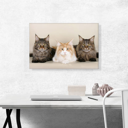Maine Coon Cats Home decor