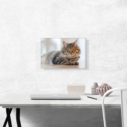 Maine Coon Male Cat Home decor