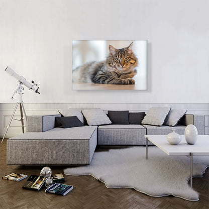 Maine Coon Male Cat Home decor