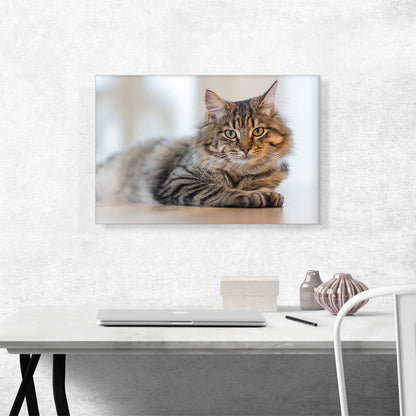 Maine Coon Male Cat Home decor