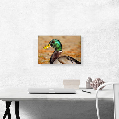 Mallard Home decor