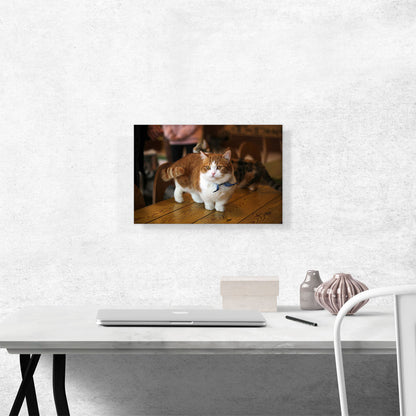 Munchkin Cat Home decor