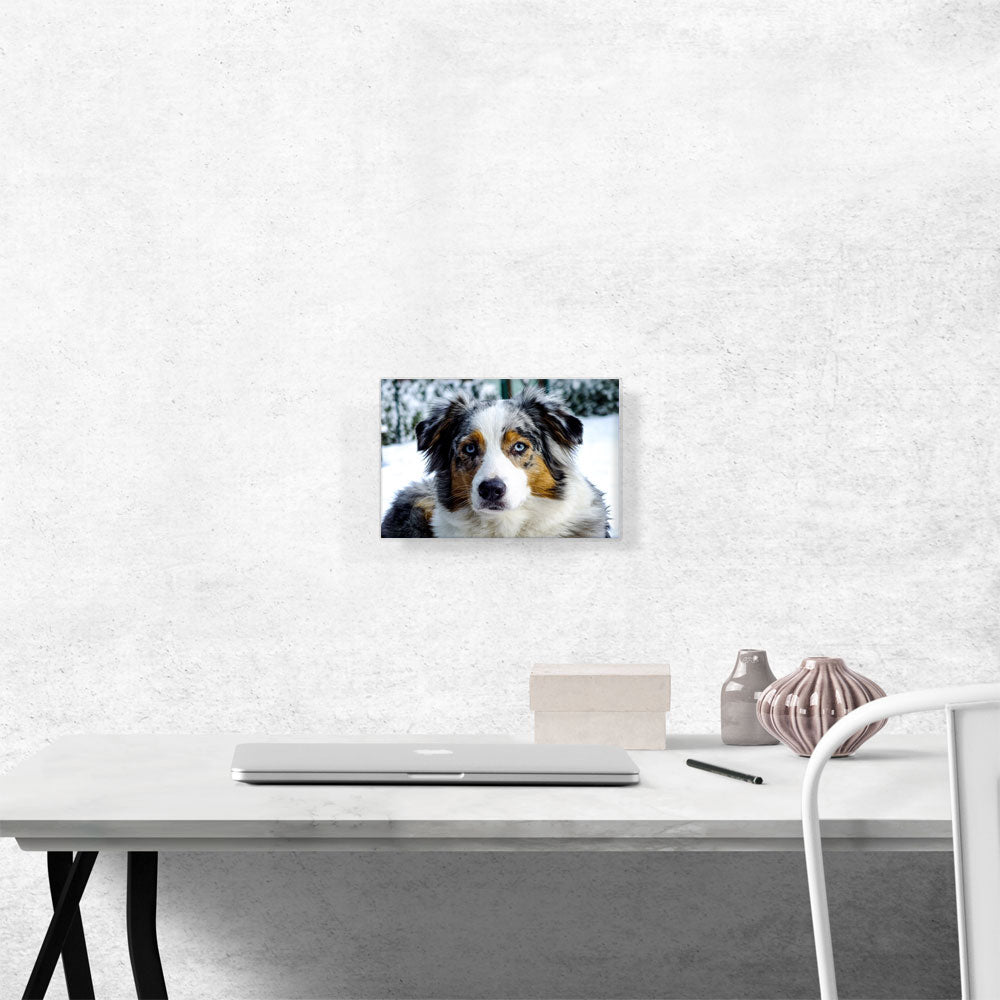 Australian Shepherd Dog