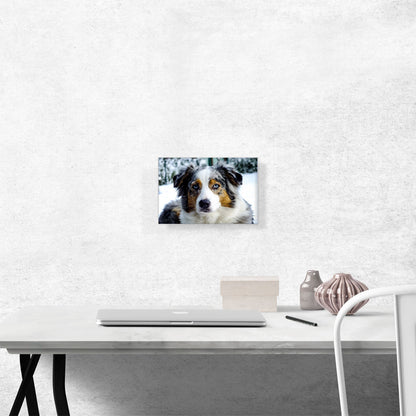 Australian Shepherd Dog
