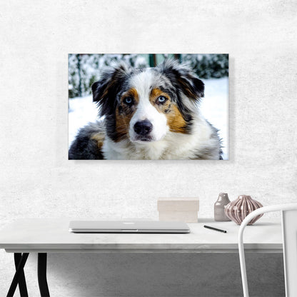 Australian Shepherd Dog