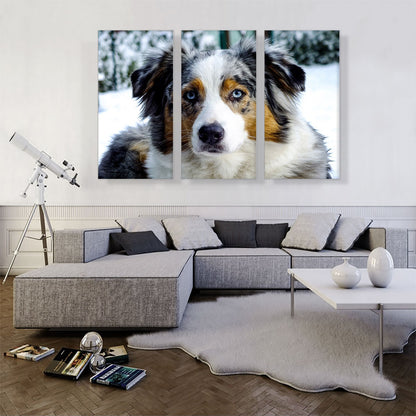 Australian Shepherd Dog