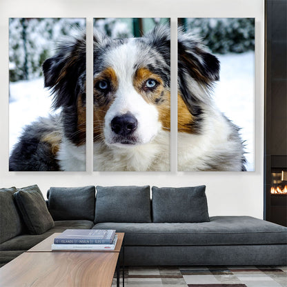 Australian Shepherd Dog