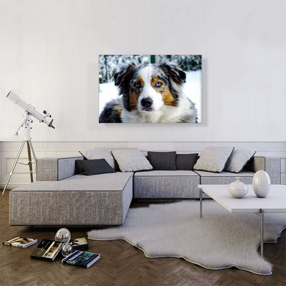 Australian Shepherd Dog