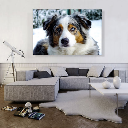 Australian Shepherd Dog