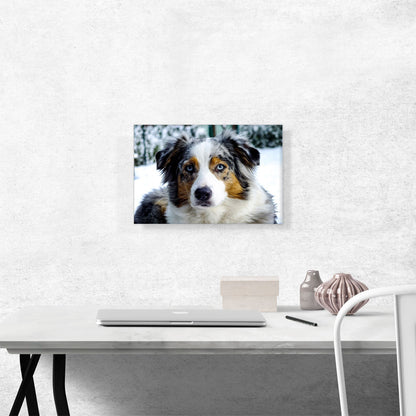 Australian Shepherd Dog