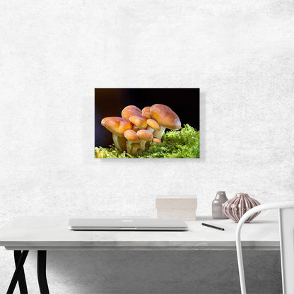 Mushrooms Home decor