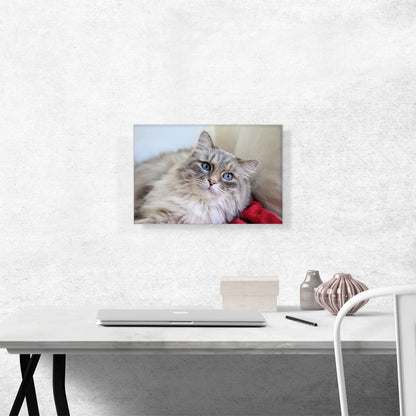 Norwegian Forest Cat Home decor