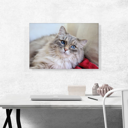 Norwegian Forest Cat Home decor