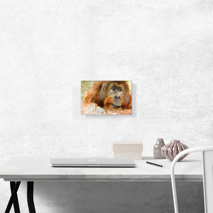 Orangutan Monkey Home decor