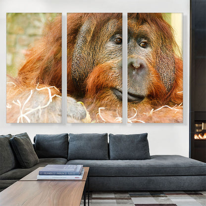 Orangutan Monkey Home decor