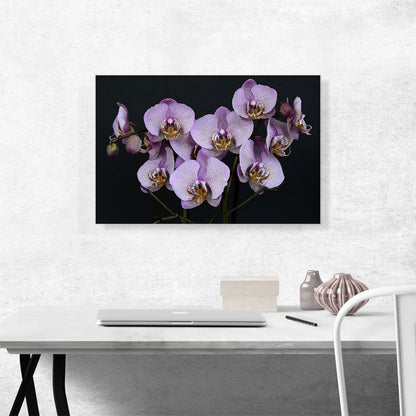 Orchids Flowers Home decor