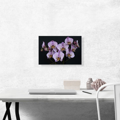 Orchids Flowers Home decor