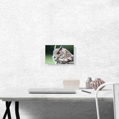 Owl Portrait Home decor