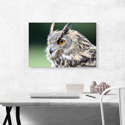 Owl Portrait Home decor