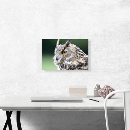 Owl Portrait Home decor