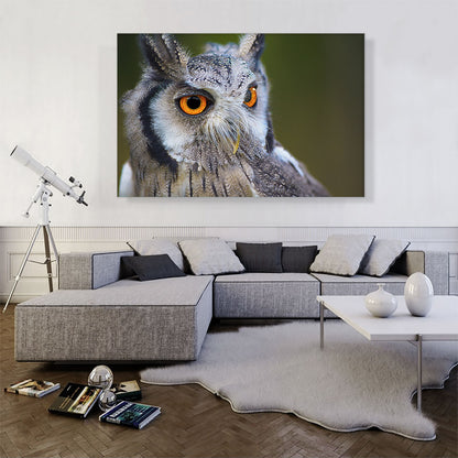 Owl Portrait In Woods Home decor