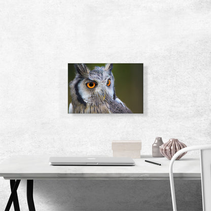 Owl Portrait In Woods Home decor