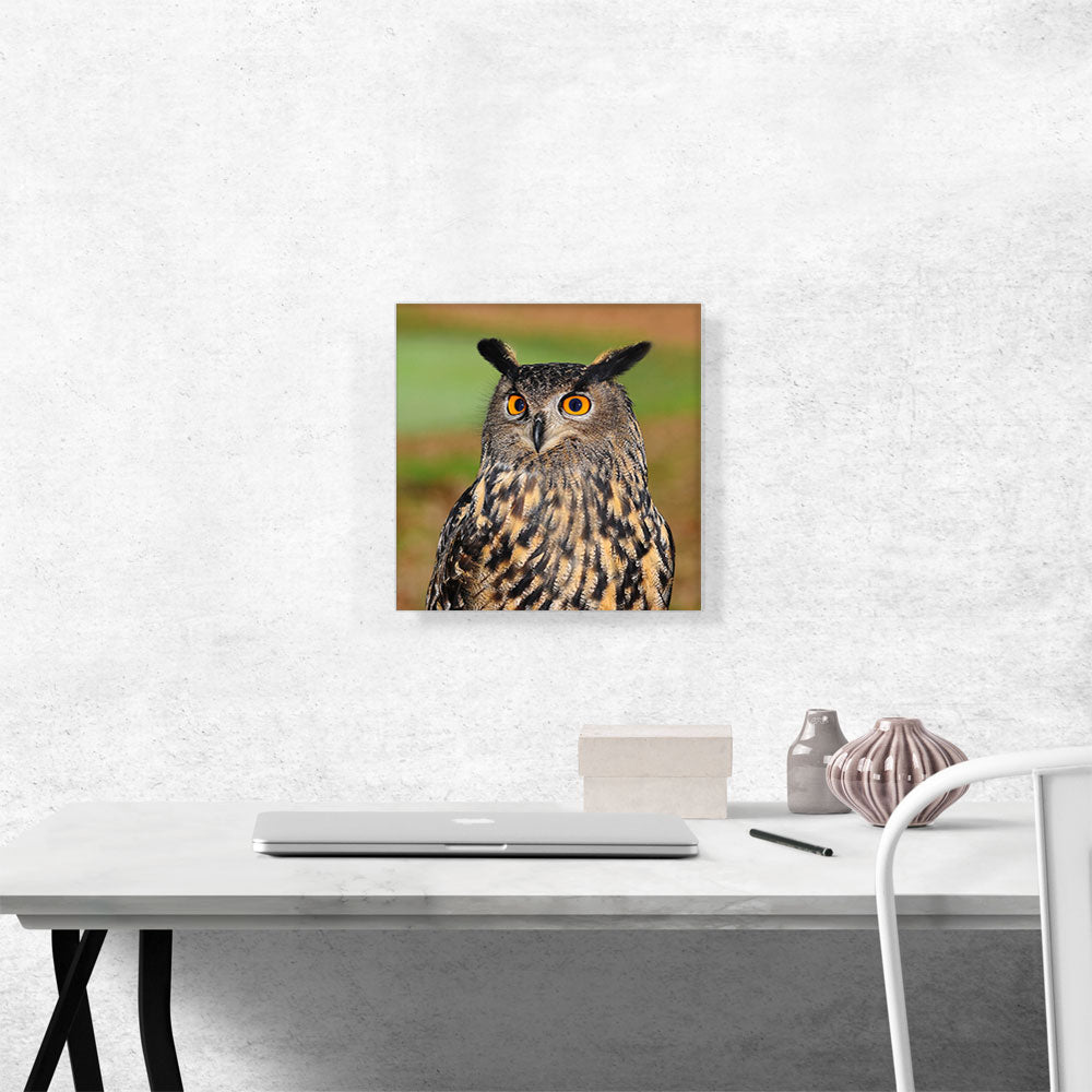 Owl With Orange Eyes Home decor