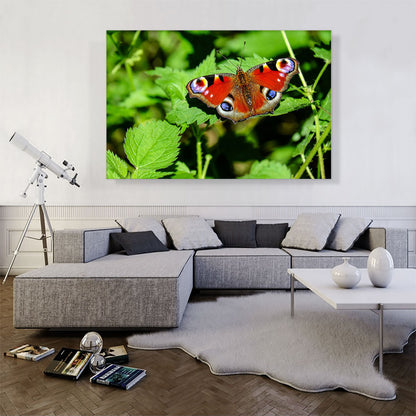 Peacock Butterfly Home decor