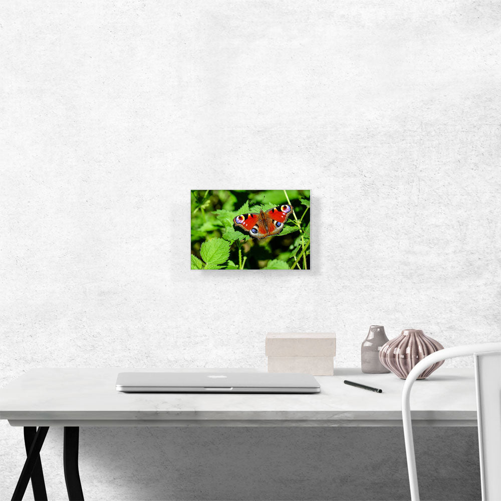 Peacock Butterfly Home decor