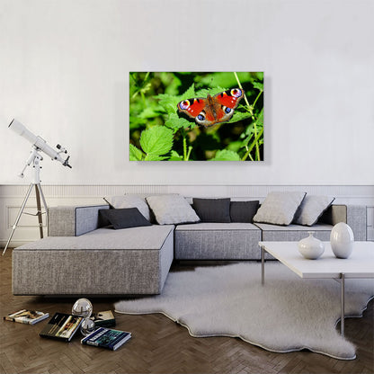 Peacock Butterfly Home decor