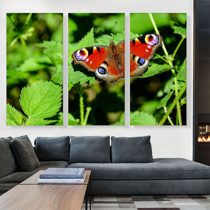 Peacock Butterfly Home decor