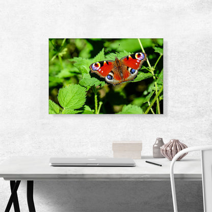 Peacock Butterfly Home decor