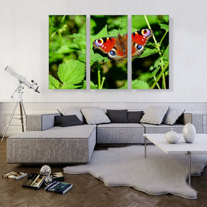Peacock Butterfly Home decor