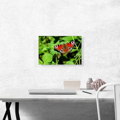 Peacock Butterfly Home decor