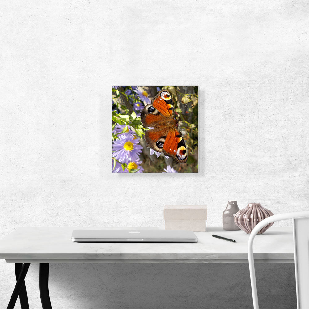 Peacock Butterfly On Flowers Home decor Square