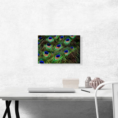 Peacock Feathers Home decor
