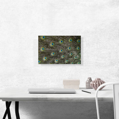 Peafowl Tail Zoo decor