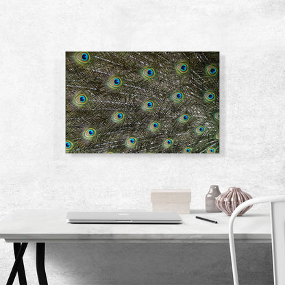 Peafowl Tail Zoo decor