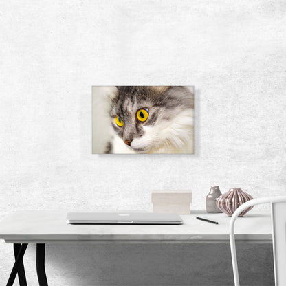 Persian Cat Home decor