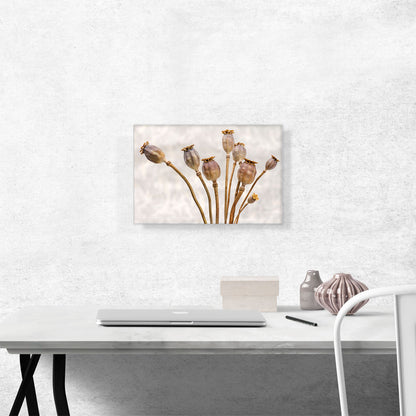 Poppy Plant Home decor