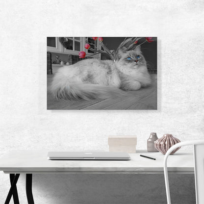 Ragdoll Blue Eyes Home decor